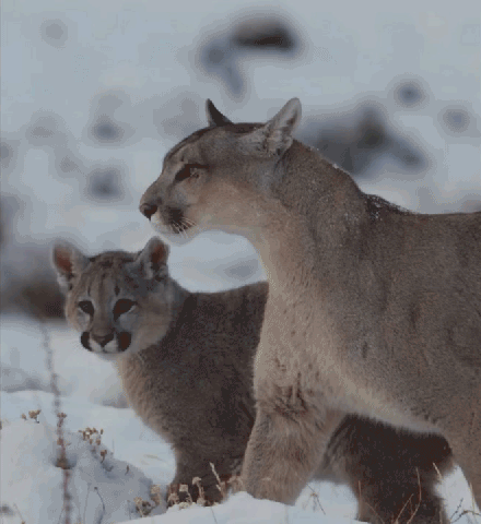 Gif image: Puma and cub in snow. Baby jumps up to hug Mama around the neck. Darn right we're anthropomorphizing. They're kitties, ergo people
