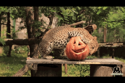 Halloween Pumpkin GIF by Wildlife SOS