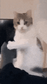 Pay Attention To Me Cat GIFs | Tenor