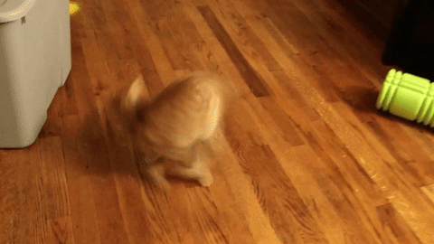 7 Cats Who Are Obsessed With Catching Their Tails (Gifs) - I Can Has  Cheezburger?