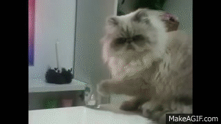 Thug Cat knocks glass off table on Make a GIF