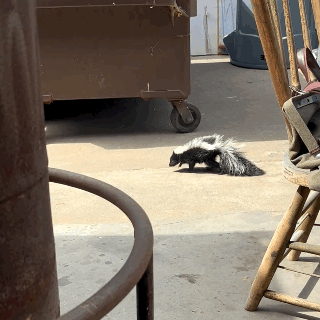 gif video of a baby skunk walking along a concrete yard in front of a dumpster