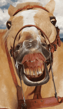 Horse Mouth GIFs | Tenor