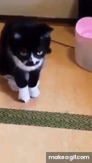 Cat misses catching the ball #shorts on Make a GIF