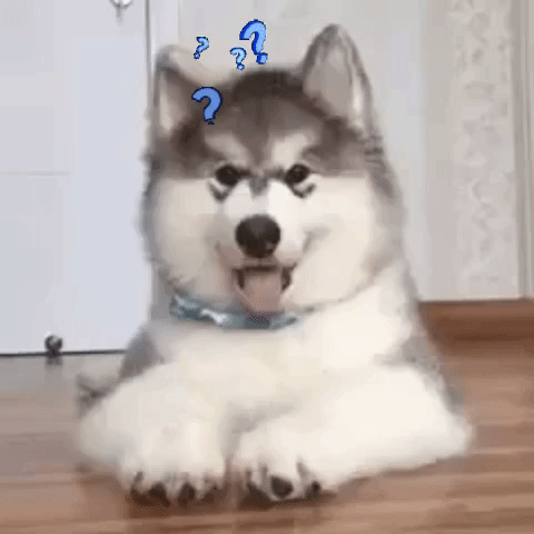 Confused dog