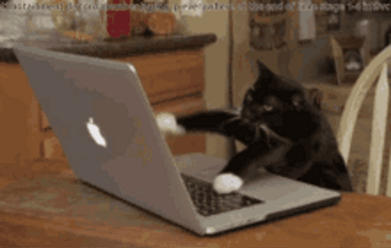 Black Fast Typing Cat GIF | GIFDB.com