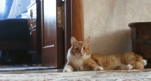 The great kitty escape
