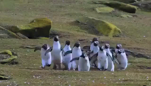 Penguins Chasing A Butterfly GIF - Penguins Chasing A Butterfly - Discover  & Share GIFs
