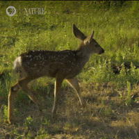 Pbs Nature GIF by Nature on PBS