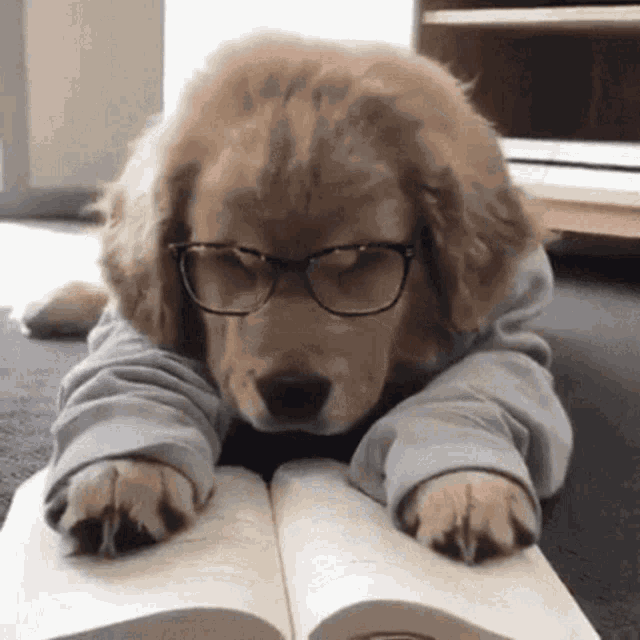 Dog Read GIF - Dog Read Bored - Discover & Share GIFs