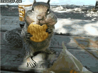 Squirrel Snacks on a Cracker | Squirrel, Eating gif, Animal gifs