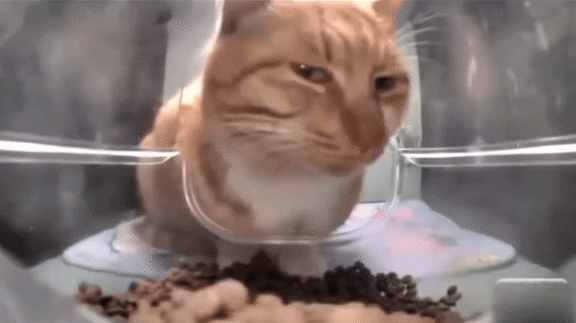 Side Eye Cat GIF | Mr. Fresh / Side Eye Cat | Know Your Meme