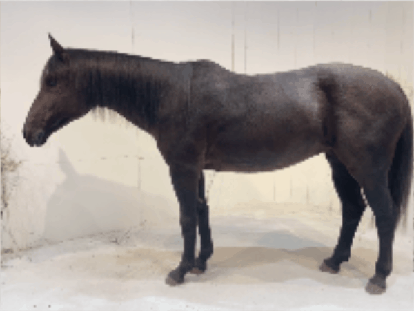 GIF of a highly realistic animatronic horse inside a Korean lotion store GIF of a highly realistic animatronic horse inside a Korean lotion store
