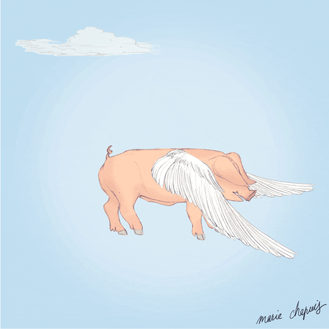 Flying-pig GIFs - Get the best GIF on GIPHY
