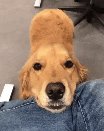 Golden-retriever-puppy GIFs - Get the best GIF on GIPHY