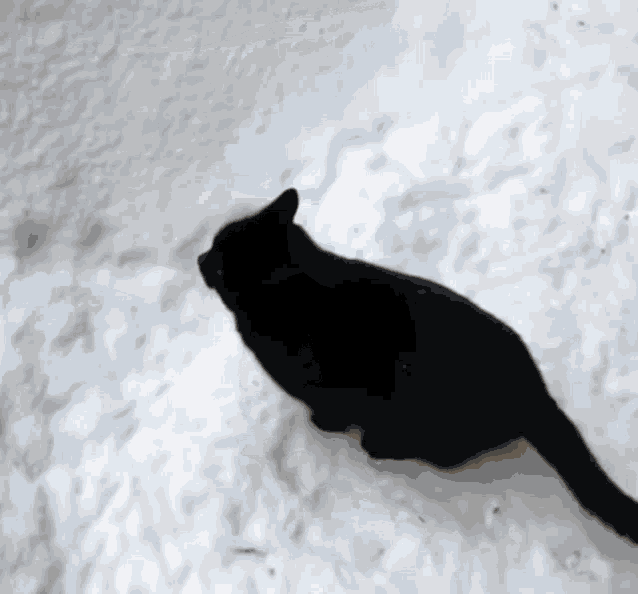 Cat Disapear Cat Snow GIF - Cat Disapear Cat Snow Cat Jump Fail - Discover  & Share GIFs