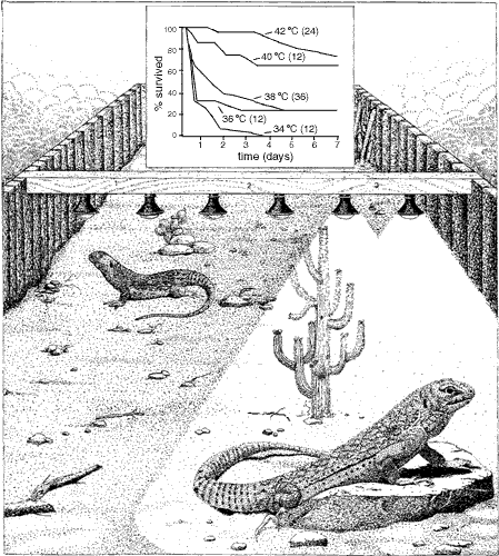 Function of Fever