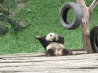 Animal GIFs - Get the best GIF on GIPHY