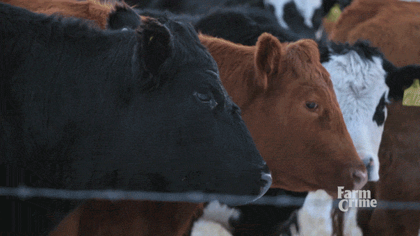 Ear tag – you're it - Bill Pelton Livestock, LLC