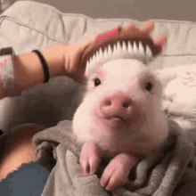 Mini Pig GIFs | Tenor