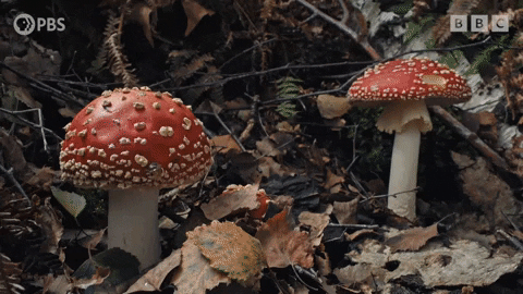 A gif with a timelapse of red-capped mushrooms growing in the dirt