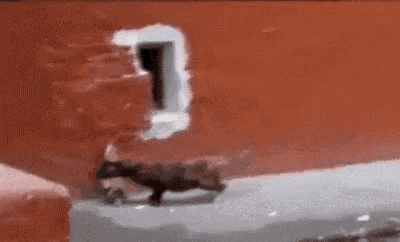 Hole Wall GIF - Hole Wall Cat - Discover & Share GIFs