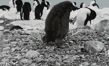 Top 10 Penguin GIFs - Animal Gifs - gifs - funny animals - funny gifs
