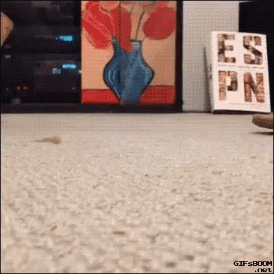 Video gif. A cat scoots around fast on the carpet with its head stuck in a flip-flop.
