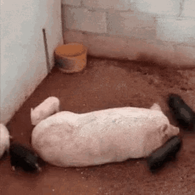 Mother Pig GIF - Mother Pig Kids GIFs