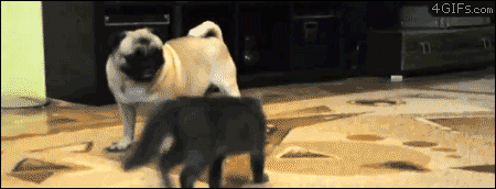 Tag, you're it!. .. Pugs&lt;3 They're stupid, but sweet