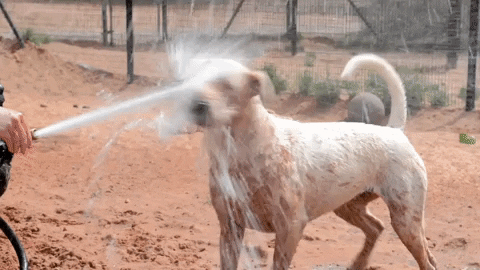 Dogs Playing With Water GIFs - Get the best GIF on GIPHY
