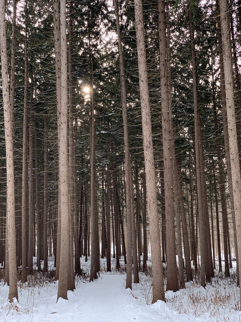 Tall bare spruce trees, with needles towards the tops. The sun is shining through a grey sky and a gap in the tree branches. the ground is covered in snow.