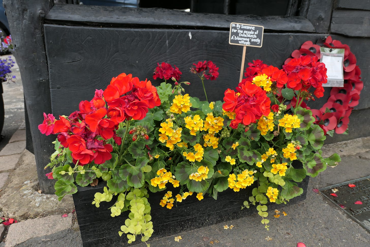 A trough planted by Suzanne for the people of Dunchurch. (c) South Rugby News