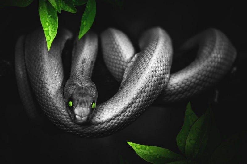 Black snake with green eyes in tree.