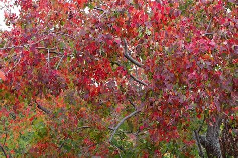 Triadica sebifera (Chinese tallow tree) | North Carolina ...