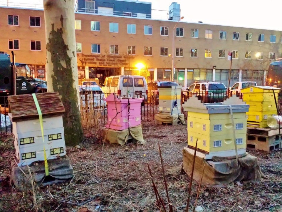 Image of bee boxes in Battery Park.