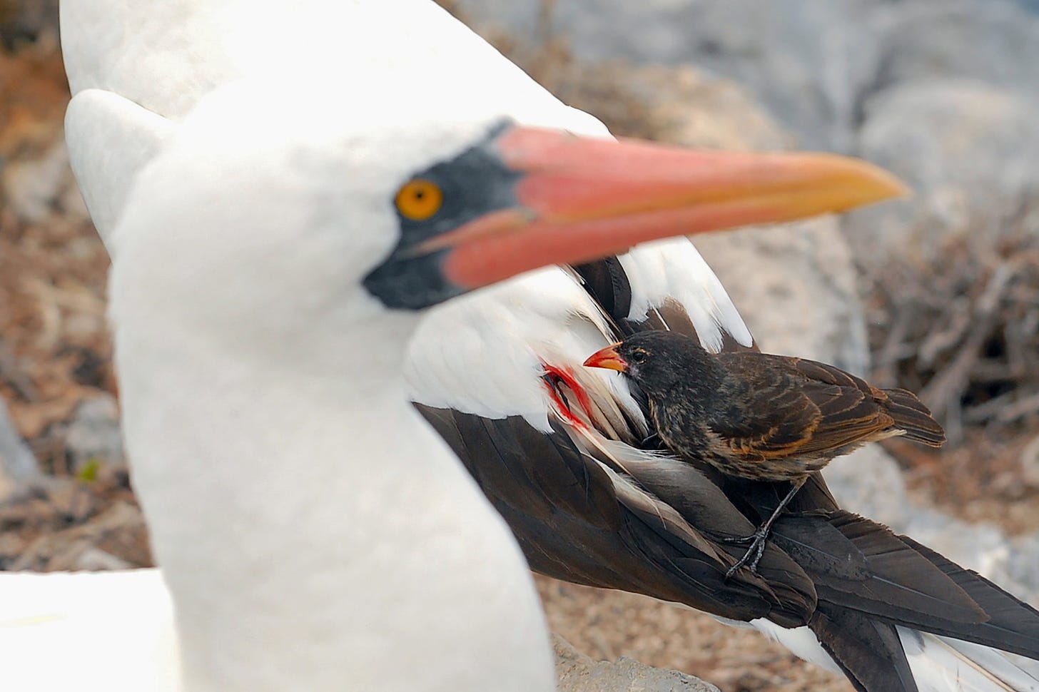 The Vampire Birds of the Galápagos Have Fascinating Inner Lives - The New  York Times