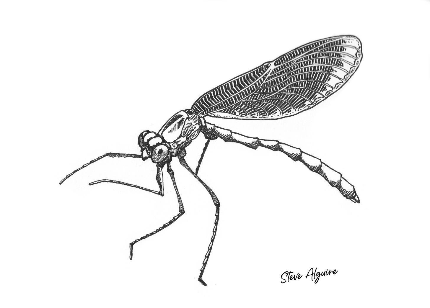 An ink drawing of a damselfly, a thin-bodied insect with large wings folded up over their back.