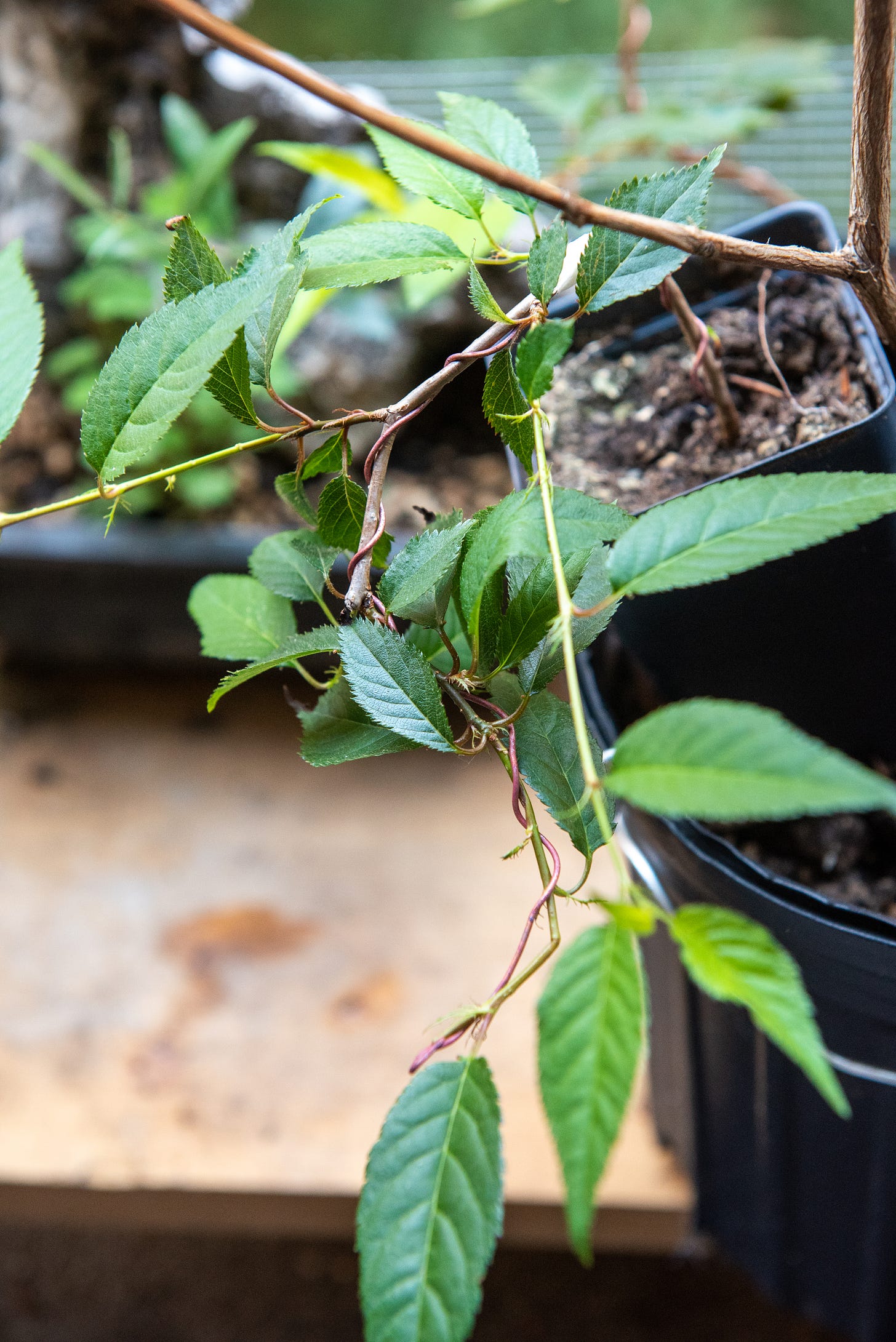 Image description: a flowering cherry seedling wired into a cascade style. End image description.