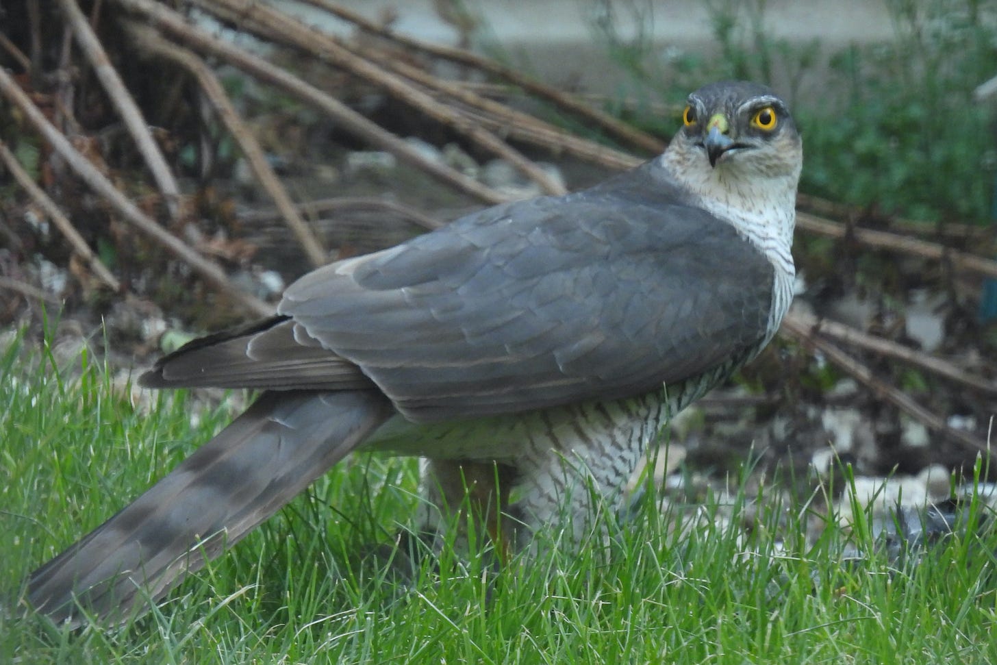 Sparrowhawk on garden lawn, facing to the right and looking back at us over its shoulder. Yellow eyes really noticeable. Twigs and green leaves in the background. 