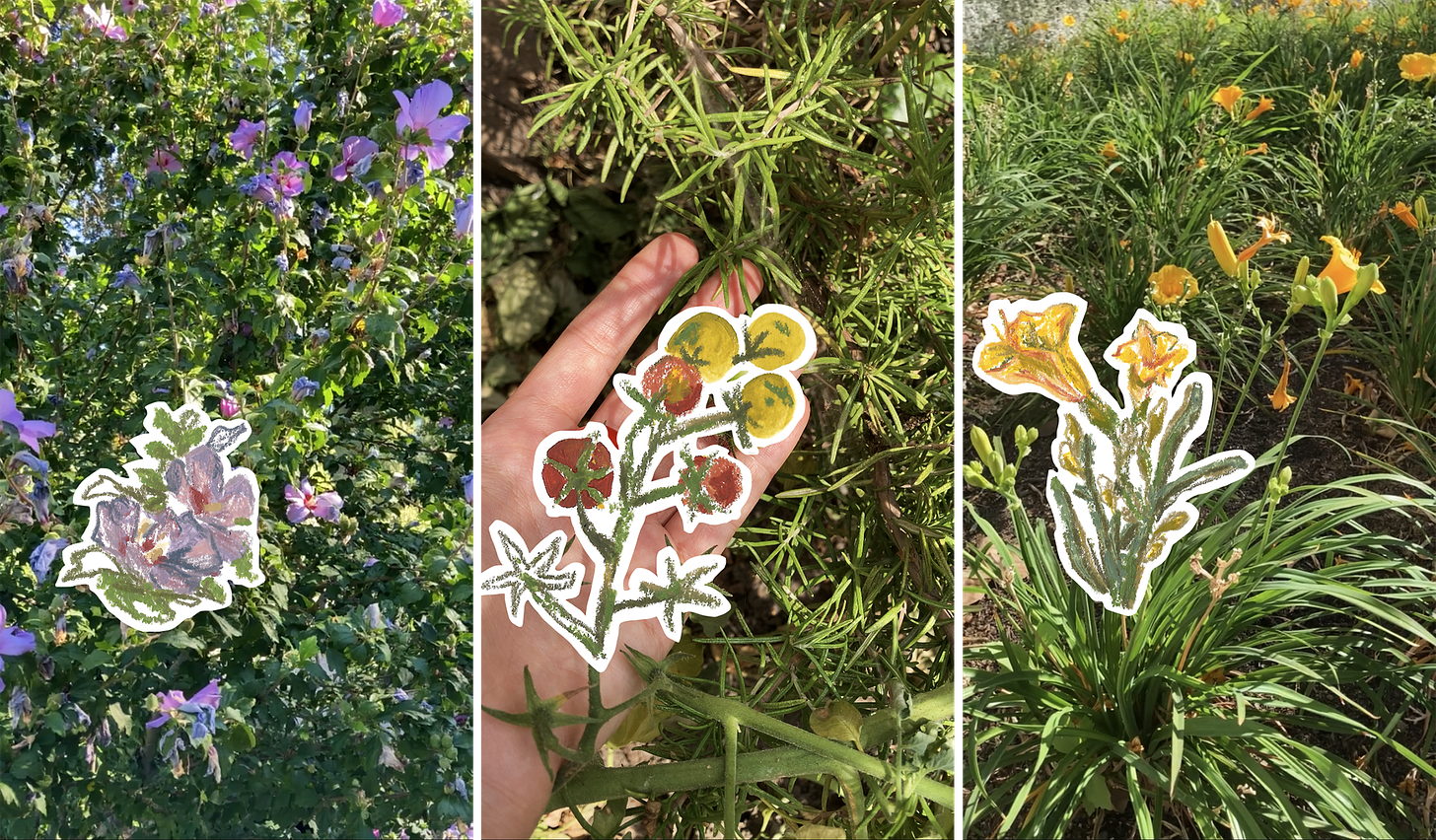 Three photographs of nature (flowers, tomatoes, greenery) mixed with drawings of certain elements of the pictures.