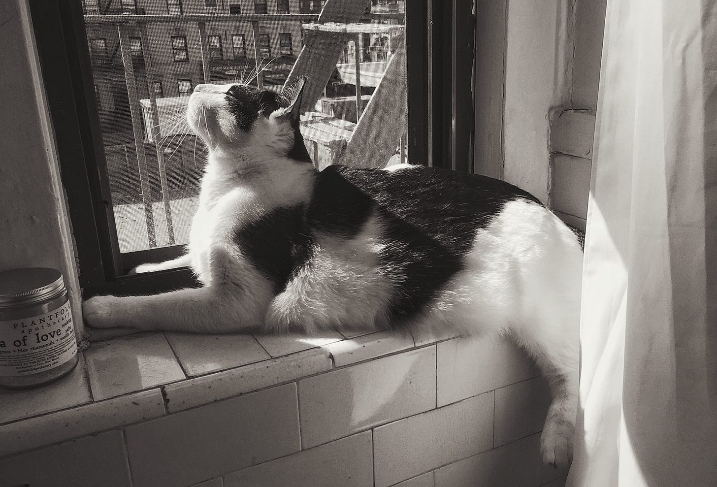cat Seymour at the window in New York