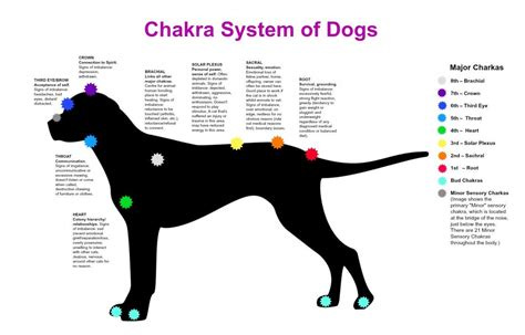 Energy healing for dogs | Animal reiki, Energy healing, Chakra