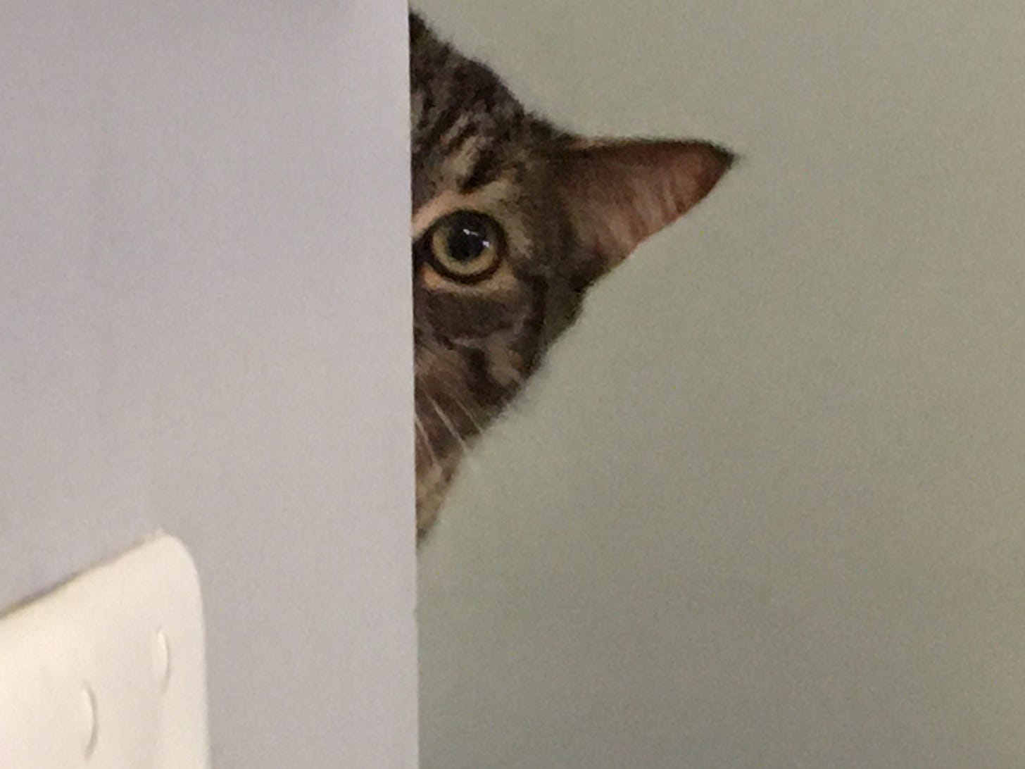 JUST ONE EYE AND EAR OF A DEVASTATINGLY CUTE TABBY CAT VISIBLE AS SHE PEEKS FROM BEHIND A CORNER, PREPARING TO TAKE A GREAT LEAP INTO THE IMAGINATION.