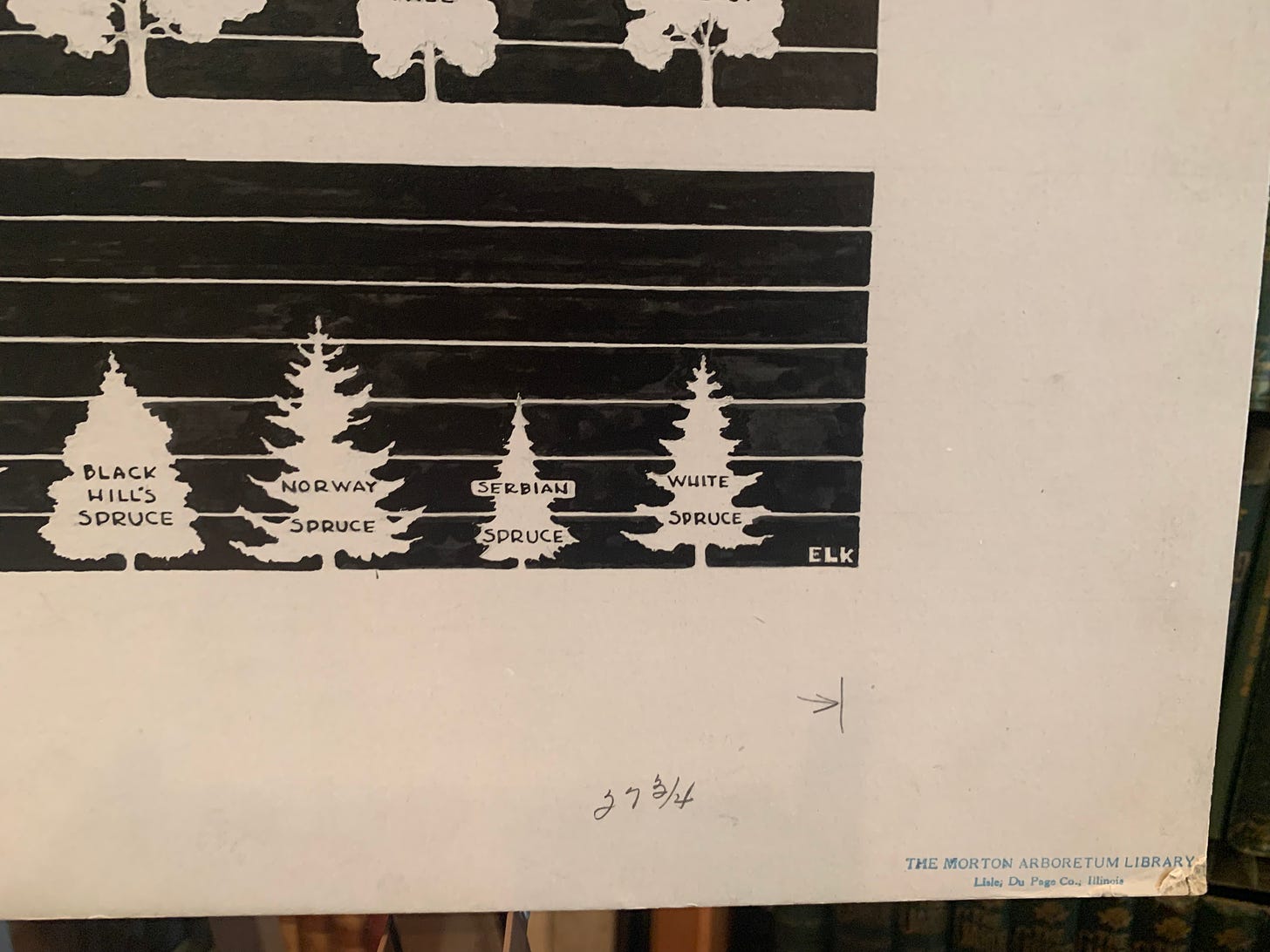 Close up of the poster board, showing some detail of the conifer growth and the initials ELK.