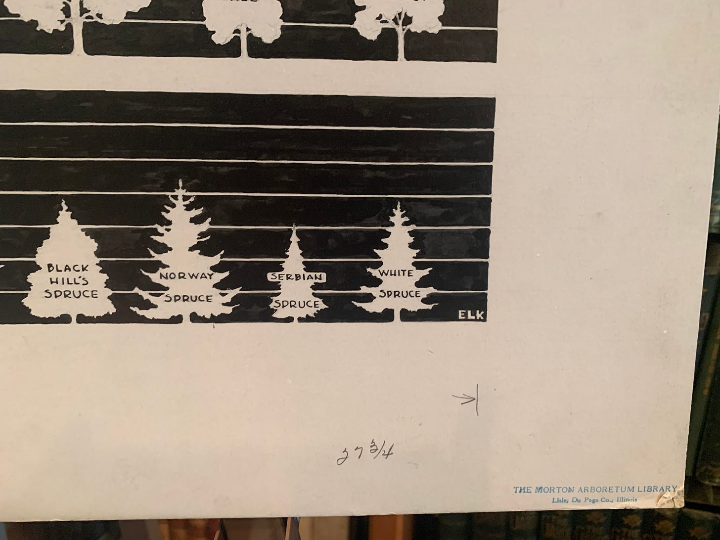 Close up of the poster board, showing some detail of the conifer growth and the initials ELK.