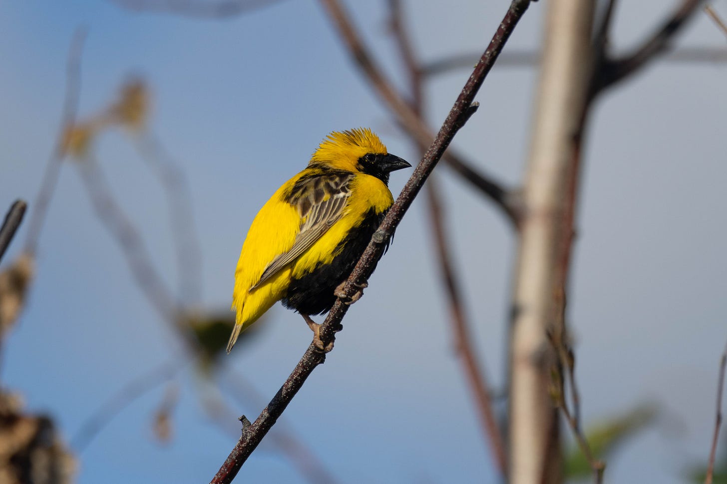 a bright yellow bird with a black face, black belly, and dark patterning on the wings, perching on a near-vertical twig and facing right