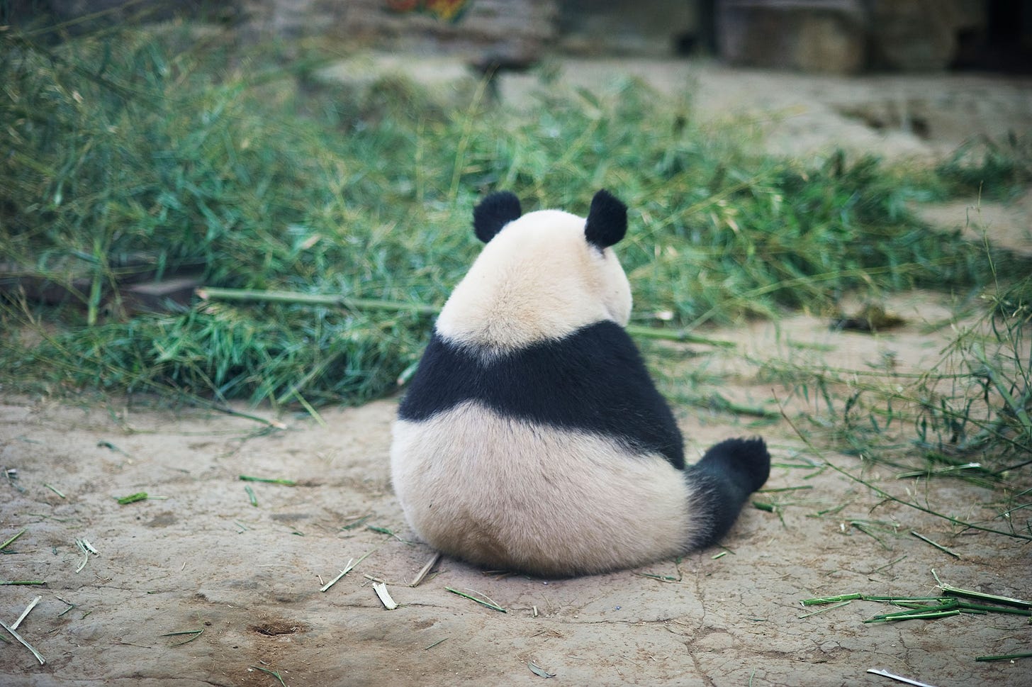 Is Google&#39;s Panda Algorithm Creating An Endangered Species? | Seer  Interactive