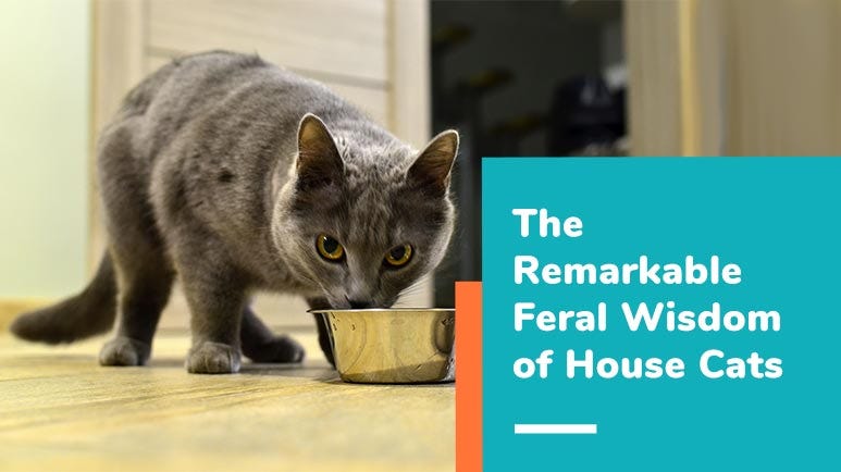 house cats nutritional requirements