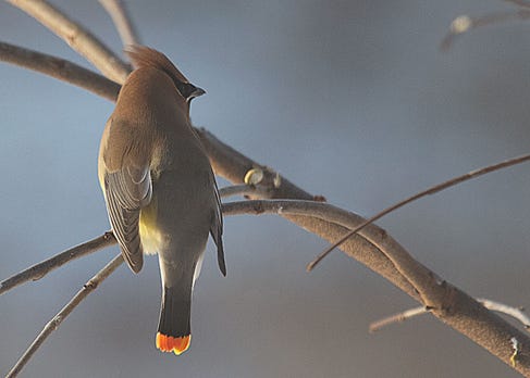 https://www.birdwatching.com/naturelog/-2014/-01/06b.htm